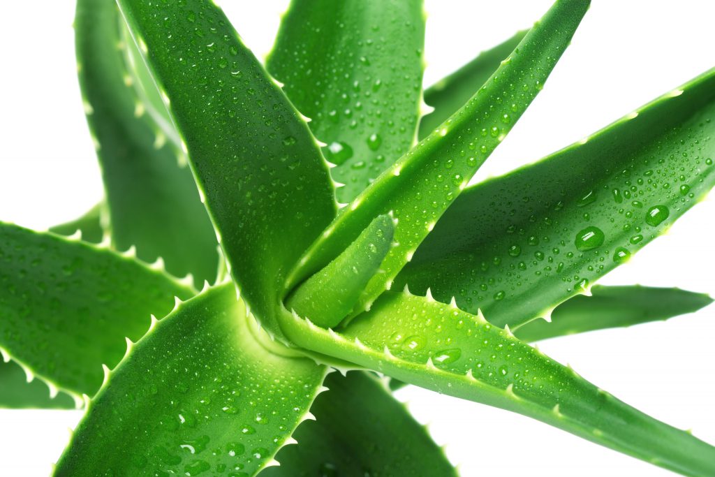 EXTRACTO DE ALOE VERA